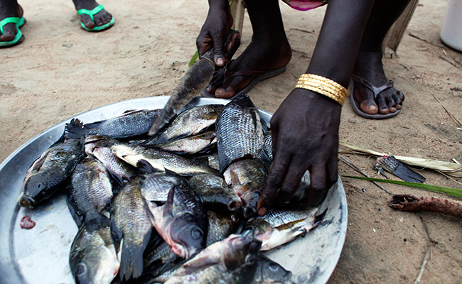 People in South Sudan survive on whatever food they can find