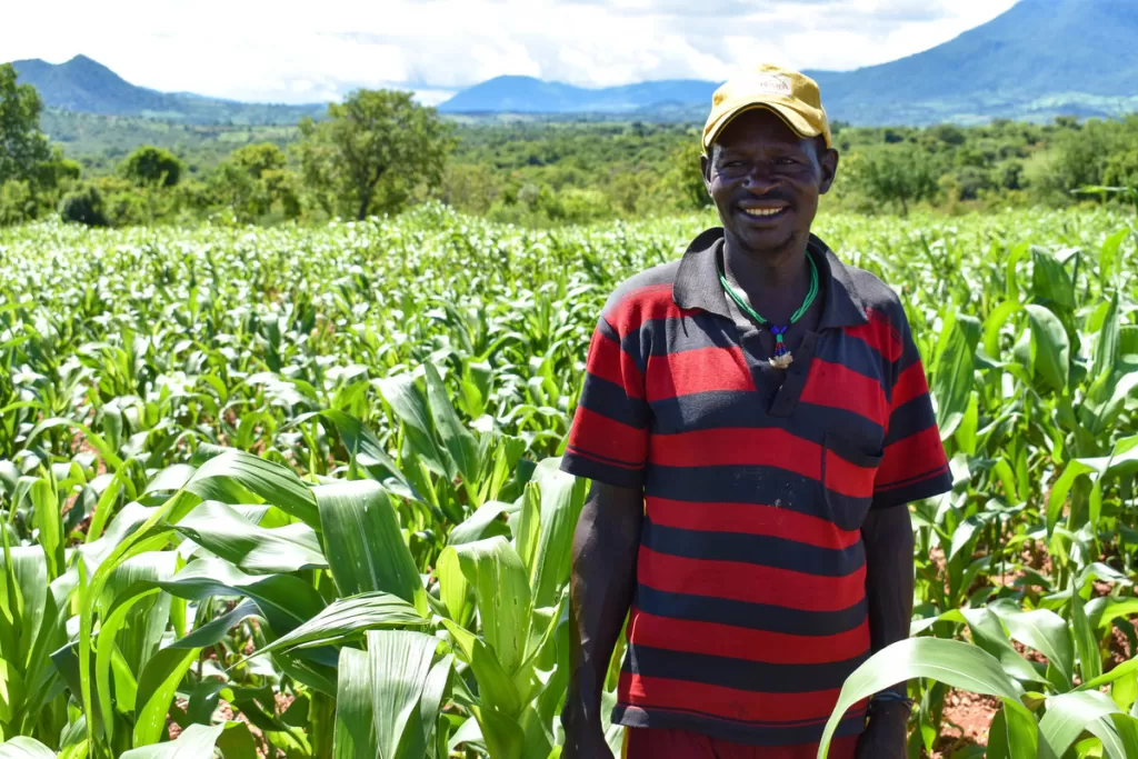 Doida stands in a field of maize in Bena Tsemay, South Omo, one of the areas worst affected by the 2017 drought