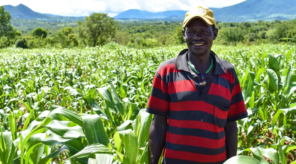 A man stands in a field of maize
