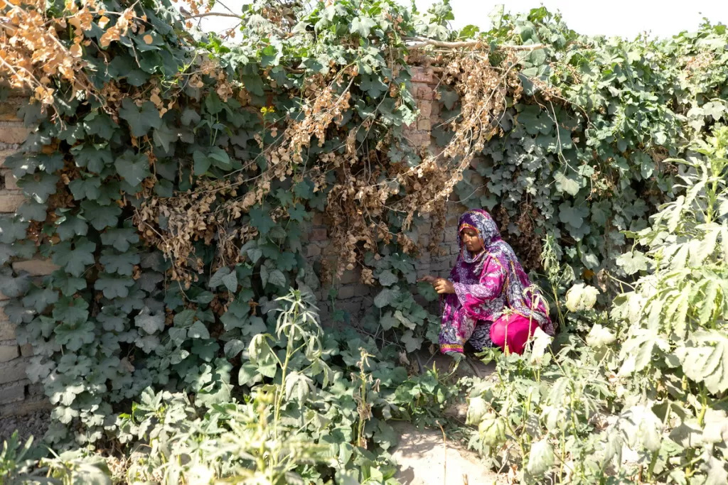 Sultana, a local resident of a village in Sindh, Pakistan, in a kitchen garden she set up near her home. She received wheat and vegetable seeds to help sustain her famliy as part of DEC's appeal to support flood affected communities.(12th June, 2024.)