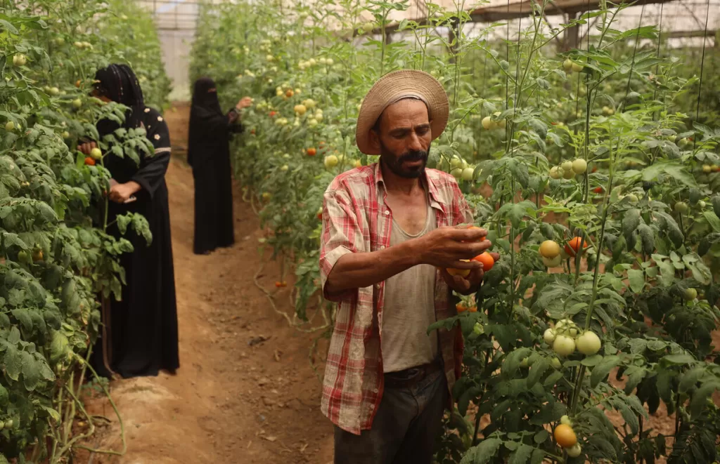 A farmer and two women pick tomatoes in a greenhouse in central Gaza