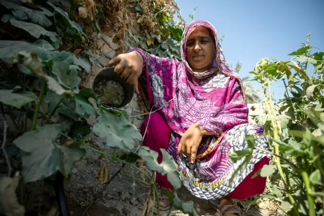 Sultana tends to her crops after receiving wheat and vegetable seeds to help sustain her family: Photo: Khaula Jamil/DEC