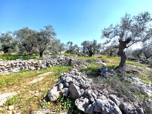 An olive grove in the West Bank